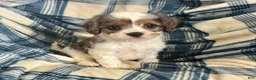 Cavapoo dogs for sale: Poppy Ray-Boy-Cavapoo  - Ad 8