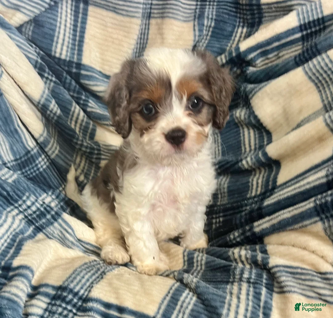 Cavapoo dogs for sale: Poppy Ray-Boy-Cavapoo  - Ad 8