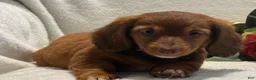Miniature Dachshund dogs for sale: Paisley  - Ad 9