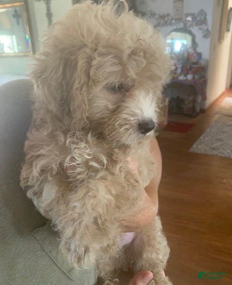 Cockapoo Puppies for sale in Reno, Nevada | Lancaster Puppies