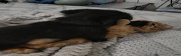 Mixed Breed dogs for sale: Baby Eva - Ad 3