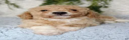 Bichpoo dogs for sale: Bichpoo 1 - Ad 2