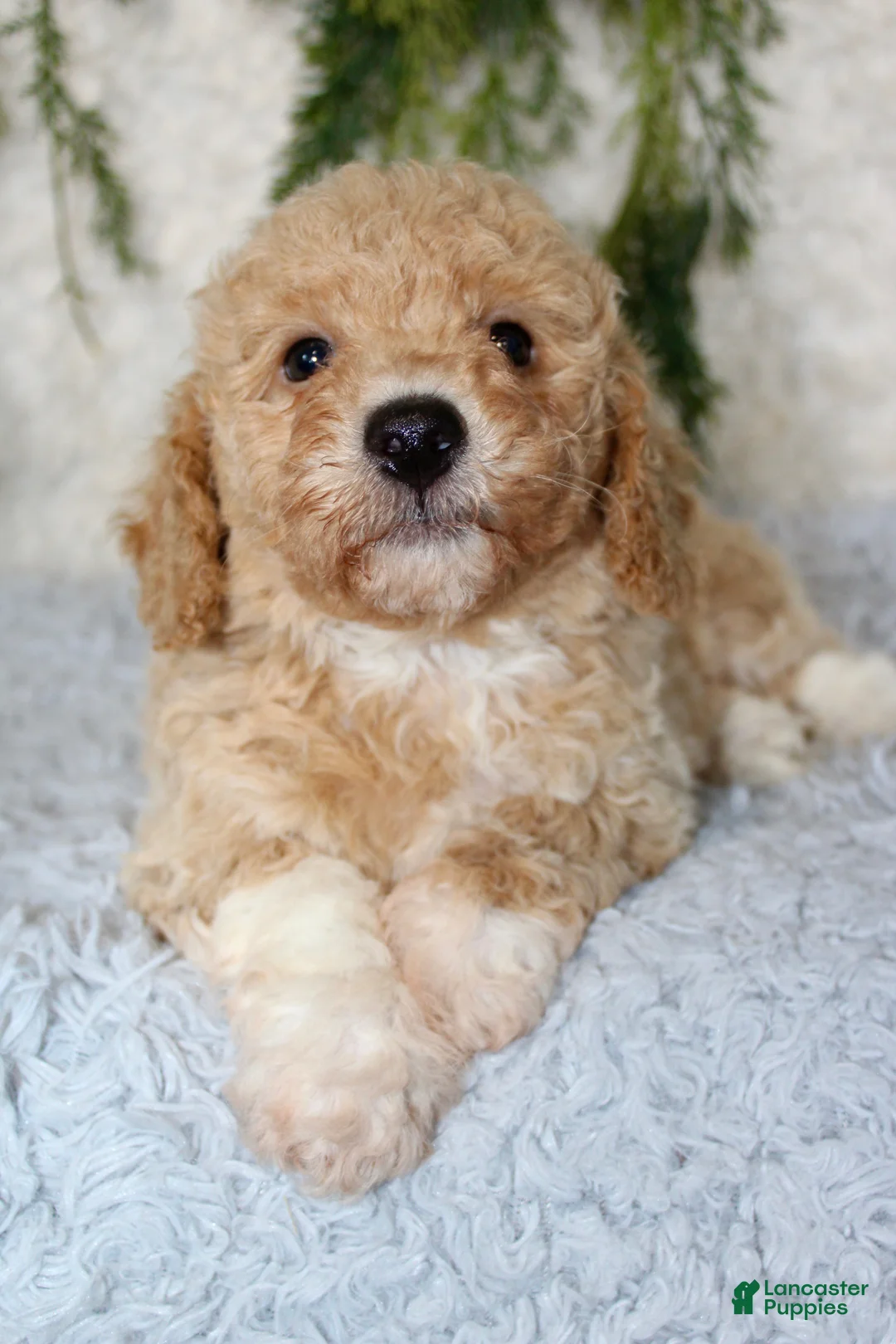 Bichpoo dogs for sale: Bichpoo 1 - Ad 2