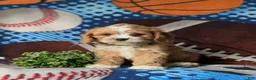 Cavapoo dogs for sale: Simpson - Ad 3