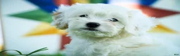 Mixed Breed dogs for sale: Smurf Munchkin Bernedoodle - Ad 3
