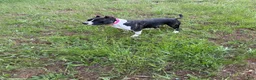 American Staffordshire Terrier dogs for sale: American Staffordshire Terrier 2 - Ad 3
