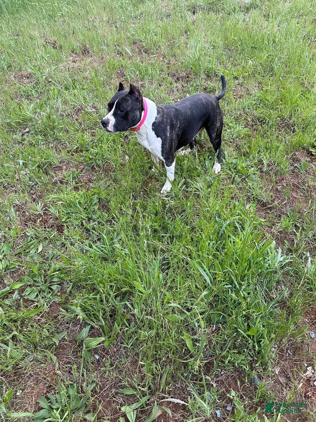 American Staffordshire Terrier dogs for sale: American Staffordshire Terrier 1 - Ad 2