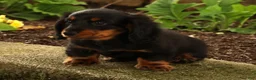 Miniature Dachshund dogs for sale: Thumper - Ad 7