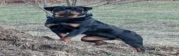 Rottweiler dogs for sale: Princess - Ad 11