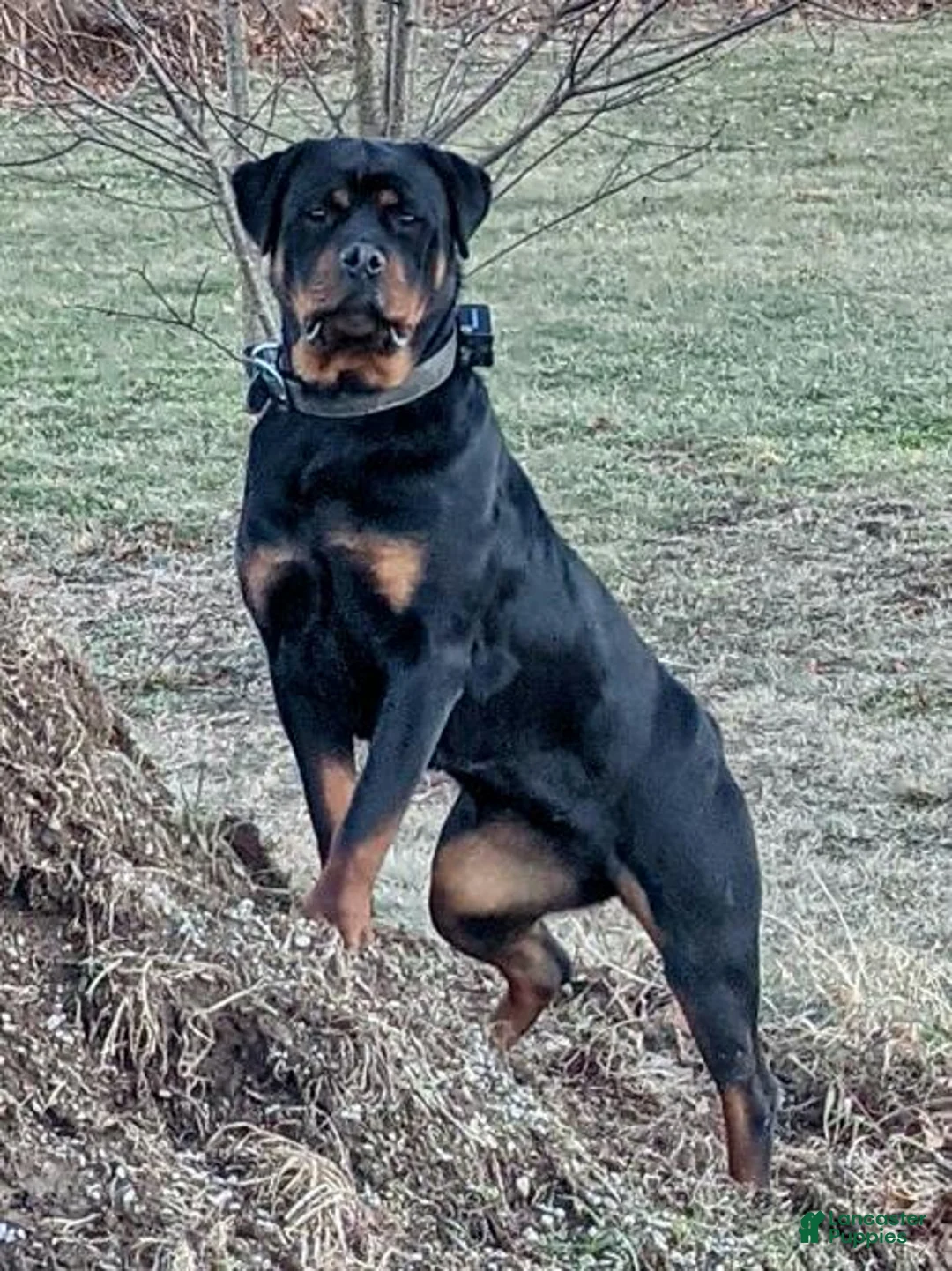 Rottweiler dogs for sale: Princess - Ad 11