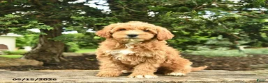 Monty