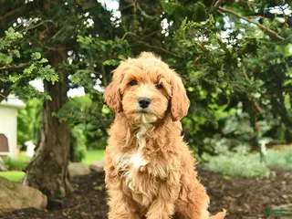 Goldendoodle dogs for sale: Monty - Ad 1