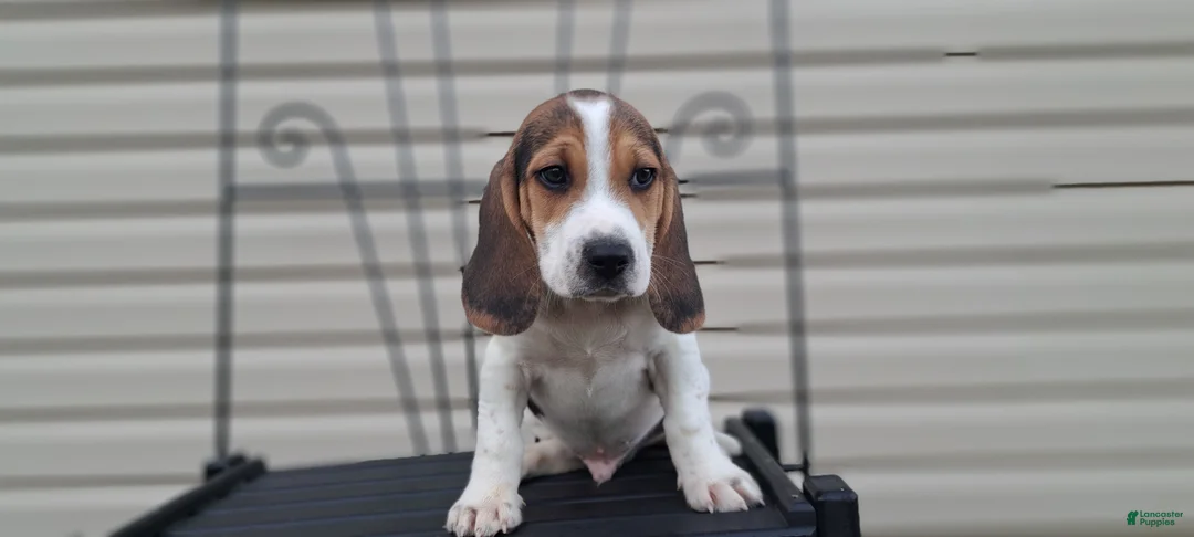 Beagle dogs for sale: COOPER - Ad 7