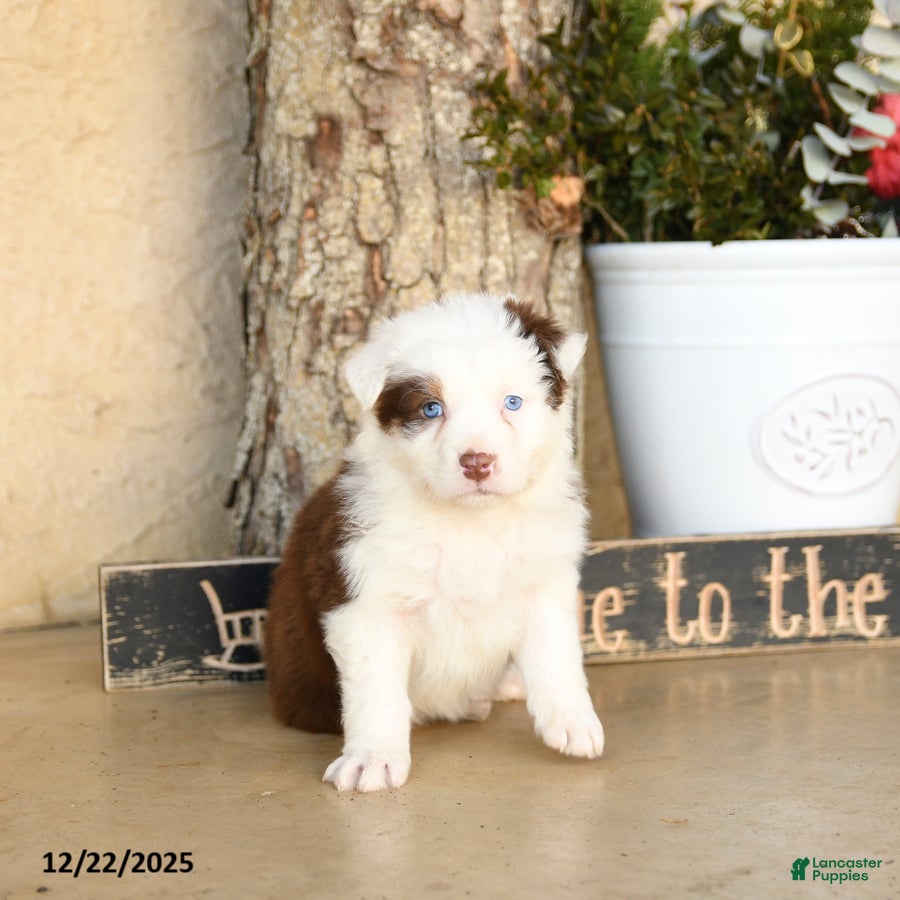 Australian Shepherd dogs Presley - Ad 4