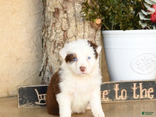 Australian Shepherd dogs Presley - Ad 6