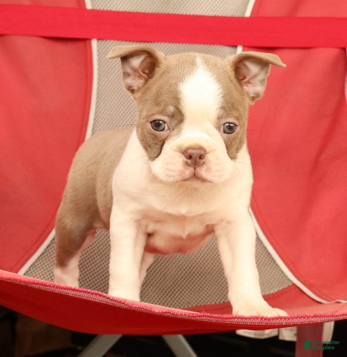 Boston Terrier dogs for sale: Crystal - Ad 8
