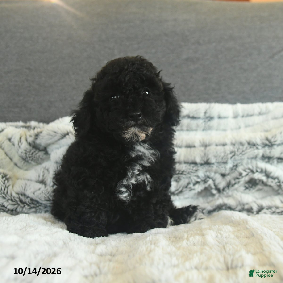 Toy Poodle dogs Yessi - Ad 1