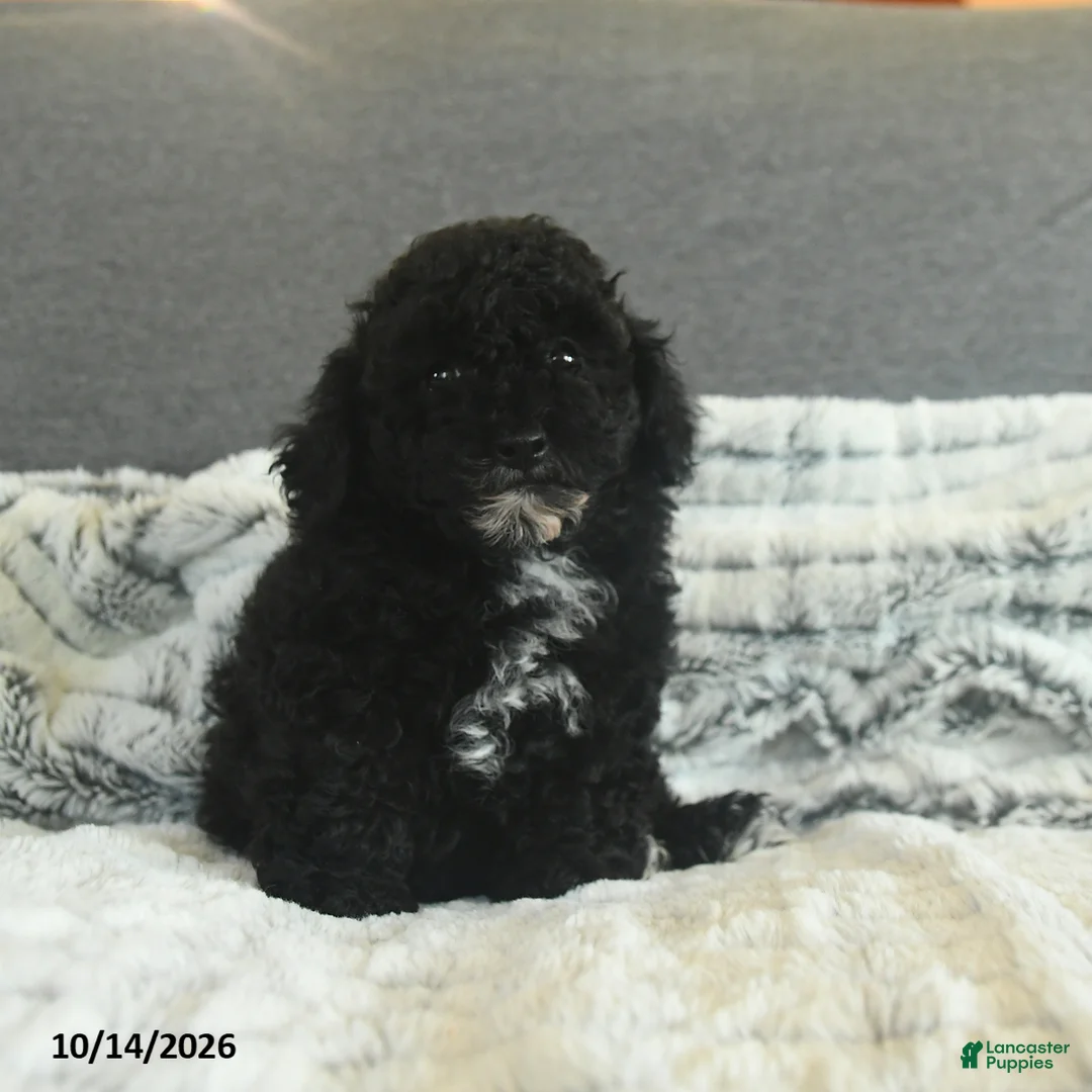 Toy Poodle dogs for sale: Yessi - Ad 1
