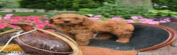 Mini Goldendoodle dogs for sale: Buster - Ad 5