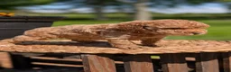 Miniature Poodle dogs for sale: Muna - Ad 10