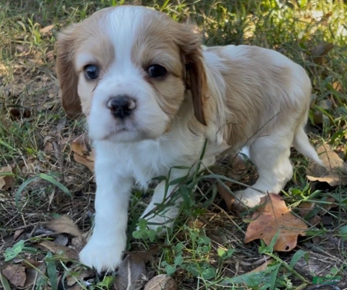 Mixed Breed dogs for sale: Maël - Ad 2