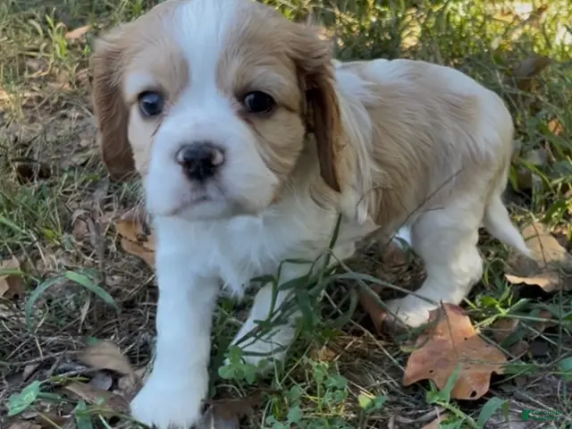 Mixed Breed dogs for sale: Maël - Ad 2