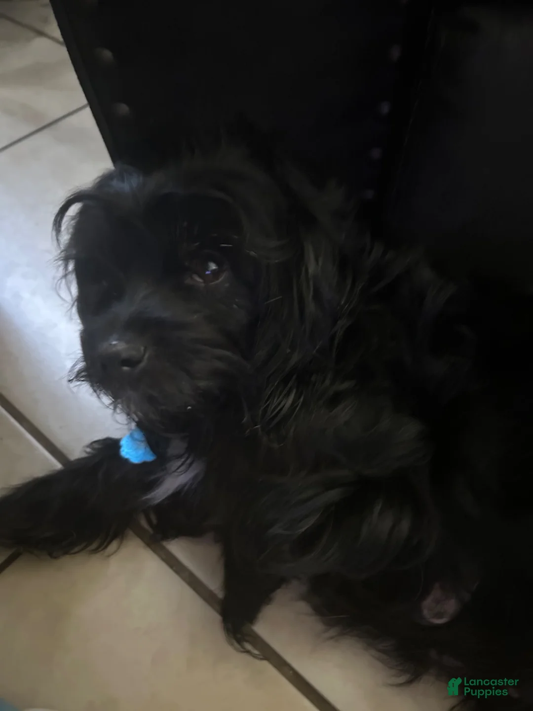 Mixed Breed dogs for sale: Mixed Breed 4 - Ad 2