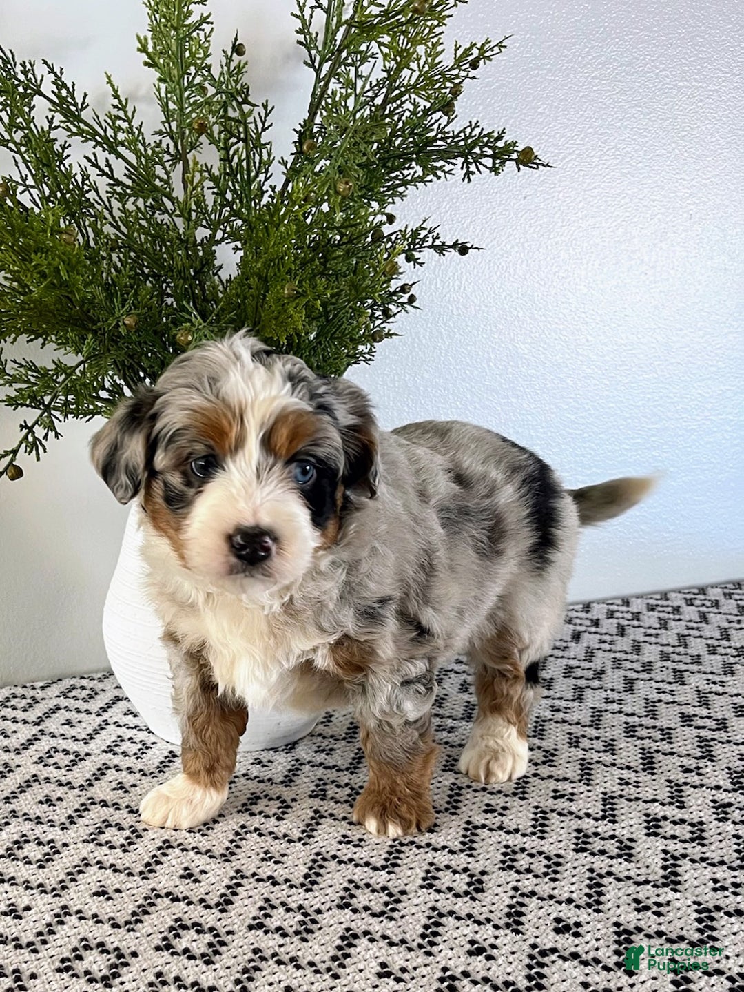 Mini Aussiedoodle dogs for sale: Barkley - Ad 5