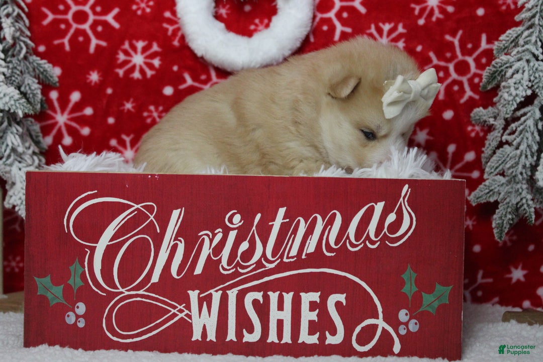 Pomsky dogs for sale: Shasta  - Ad 8