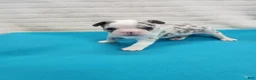 Frenchton dogs for sale: Dante - Ad 7
