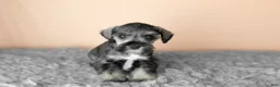 Miniature Schnauzer dogs for sale: Sallie - Ad 2