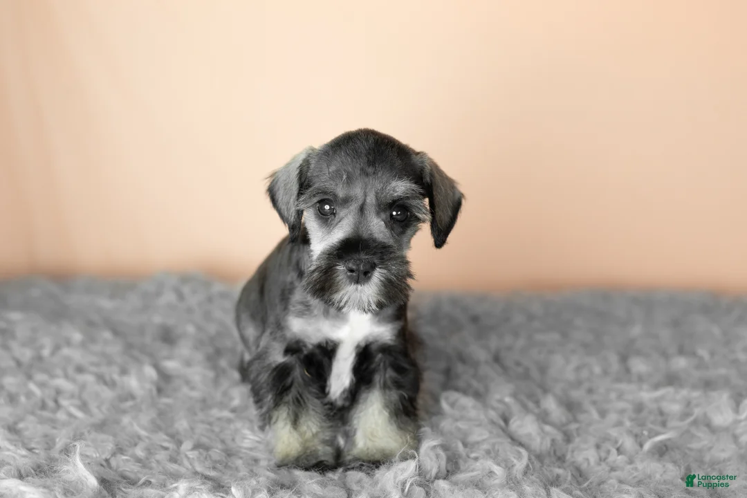 Miniature Schnauzer dogs for sale: Sallie - Ad 2