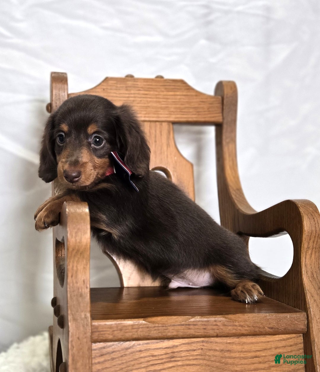Miniature Dachshund dogs for sale: Billy - Ad 7