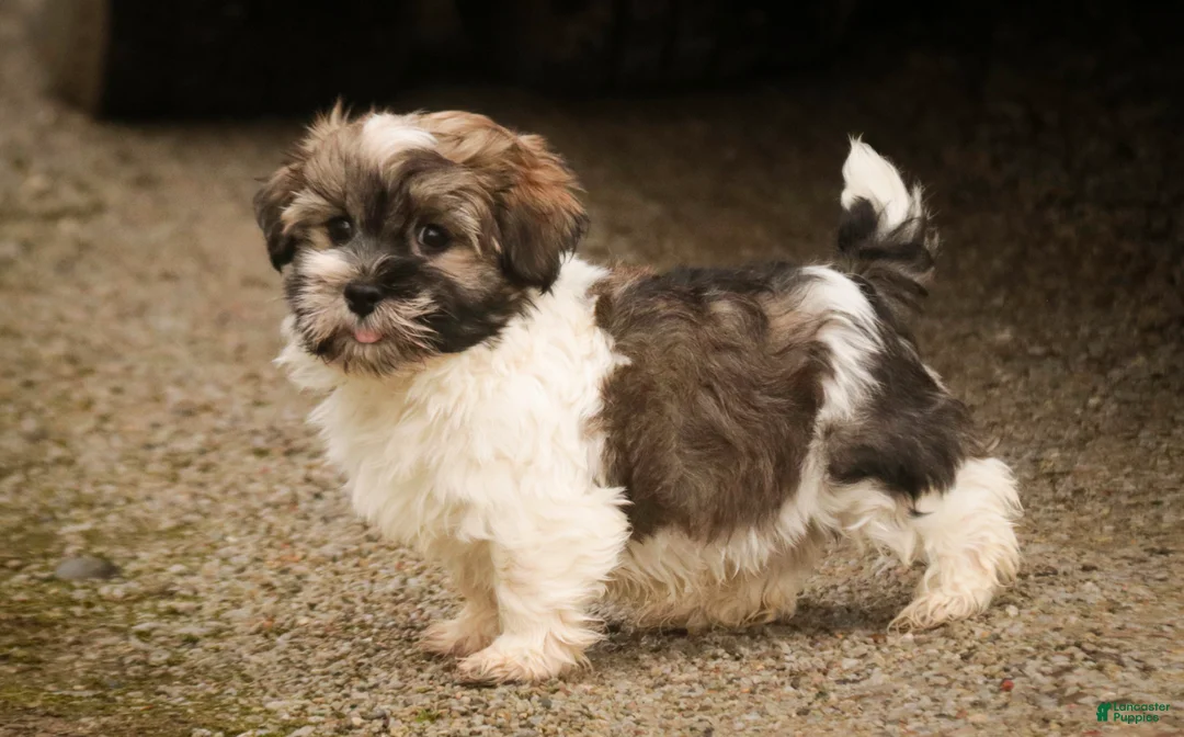 Havanese dogs for sale:  Snickerdoodle - Ad 7