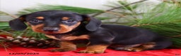 Miniature Dachshund dogs for sale: Toby - Ad 5