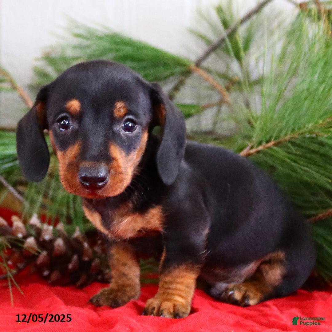 Miniature Dachshund dogs for sale: Toby - Ad 5