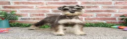 Miniature Schnauzer dogs for sale: Doris - Ad 7