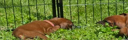 Redbone Coonhound dogs for sale: Redbone Coonhound 9(black) - Ad 21