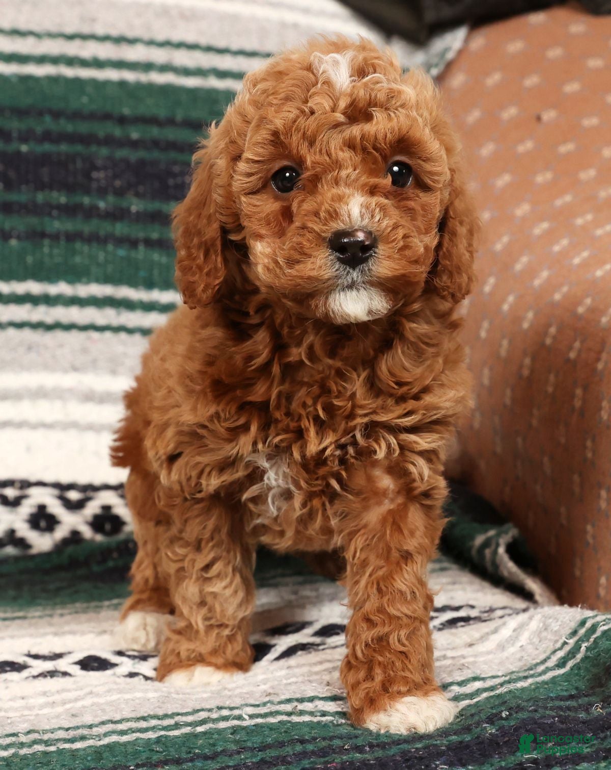 Mini Goldendoodle dogs for sale: Joy - Ad 1