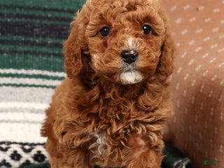 Mini Goldendoodle dogs for sale: Joy - Ad 1