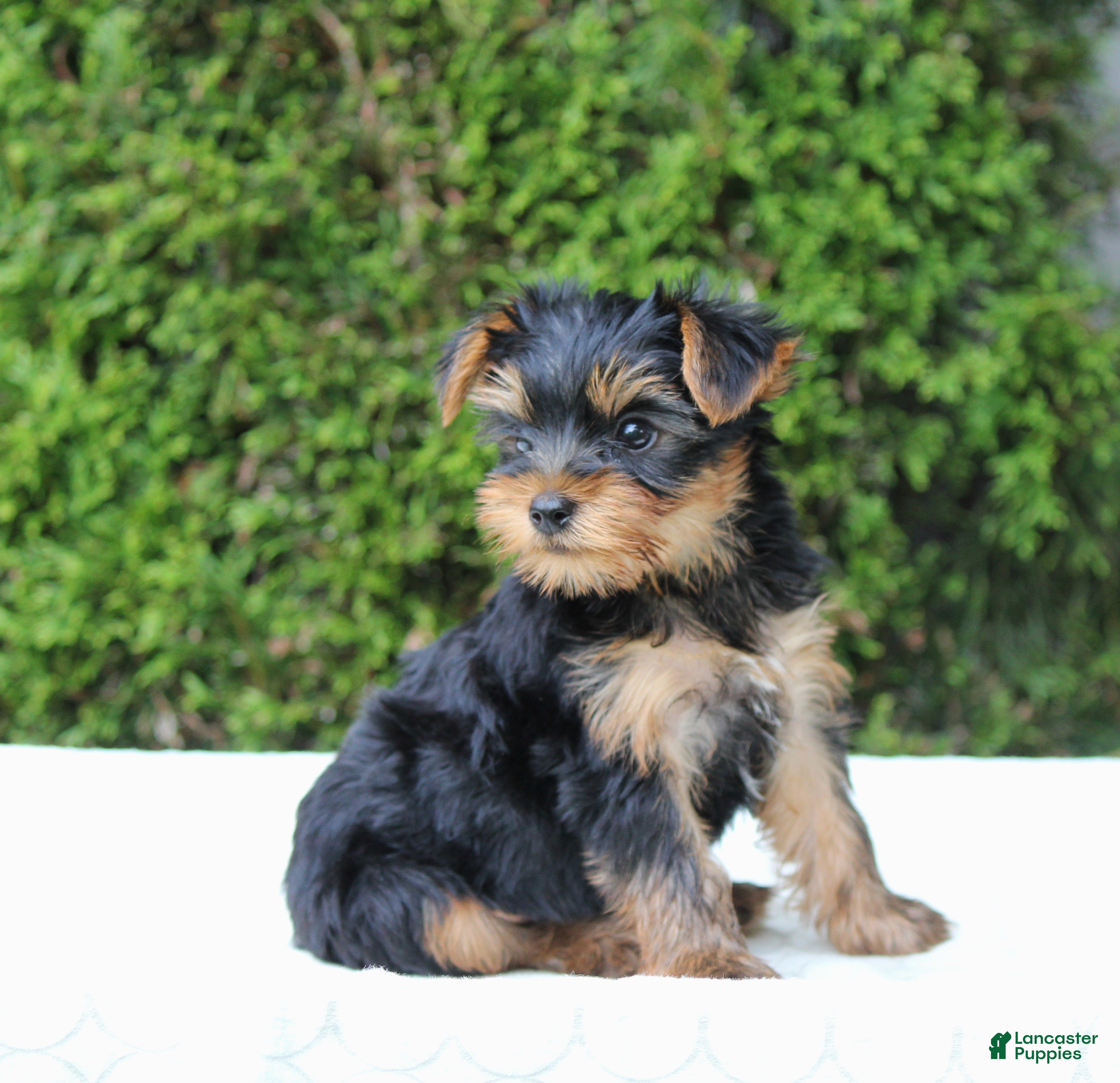Yorkshire Terrier dogs Ryder - Ad 2