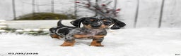 Miniature Dachshund dogs for sale: Annie - Ad 1