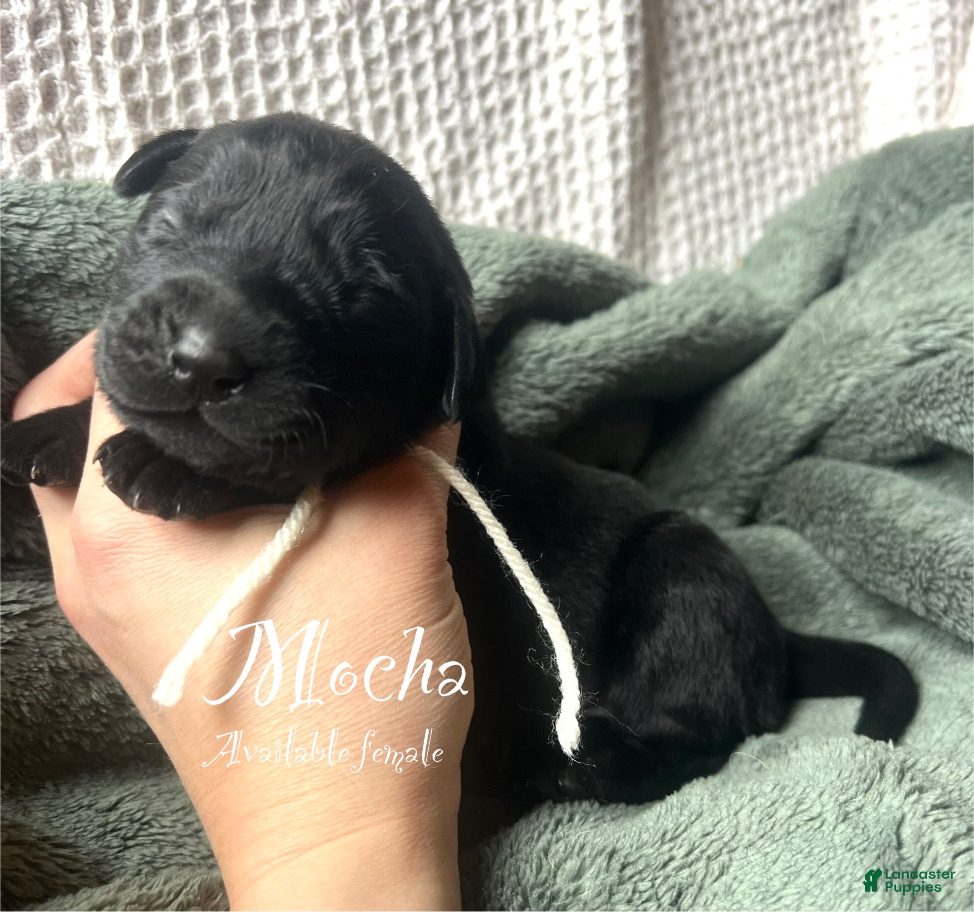 Labrador Retriever dogs Mocha - Ad 29