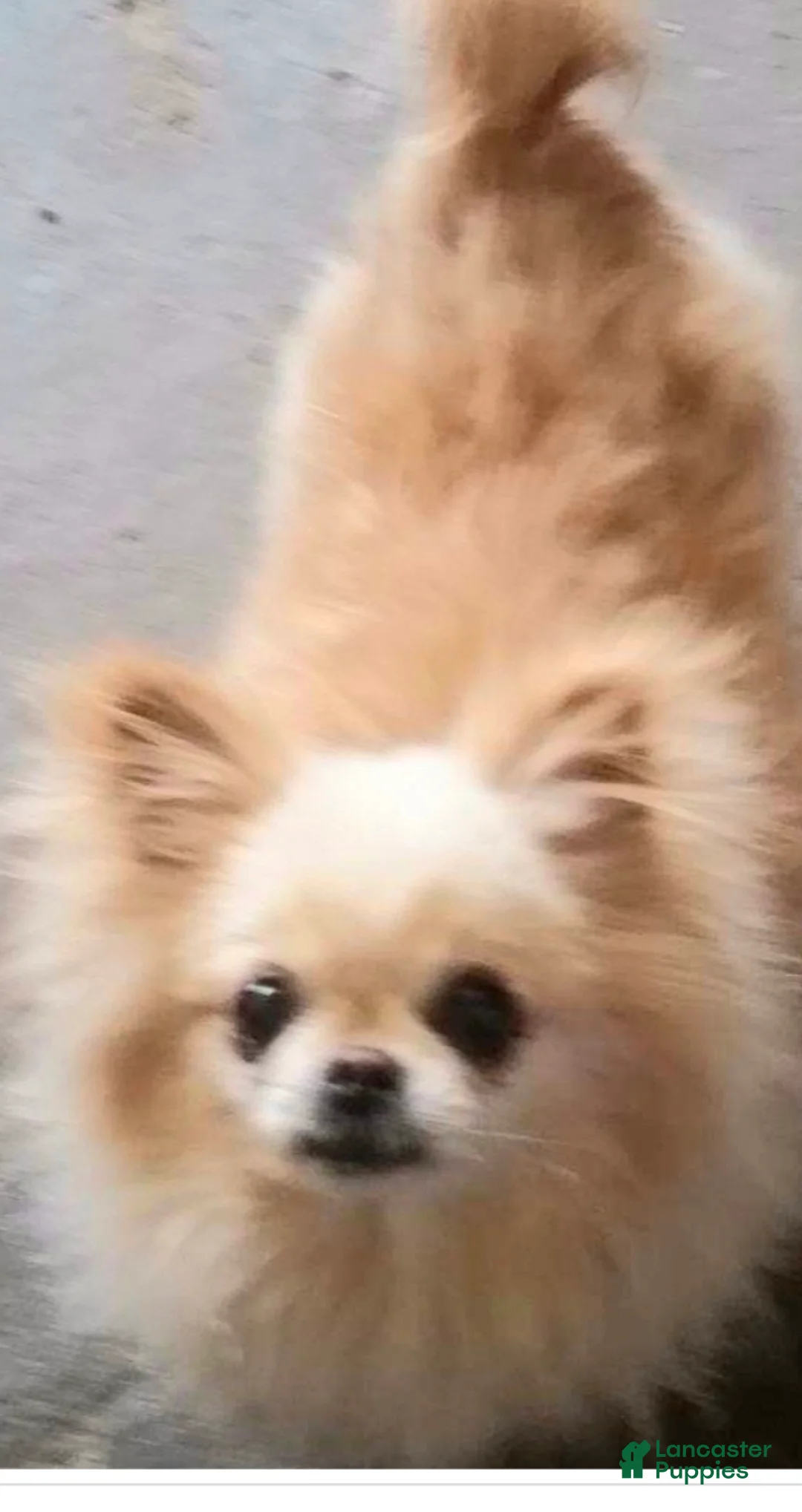 Chihuahua dogs for sale: Chihuahua Female Long Hair, Nationwide delivery  - Ad 5