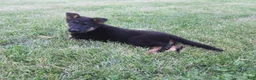 German Shepherd dogs for sale: Lola - Ad 5