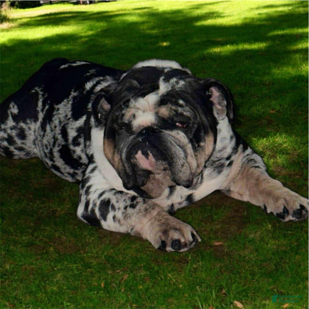 English Bulldog dogs for sale: Lilac and White Male - Ad 11