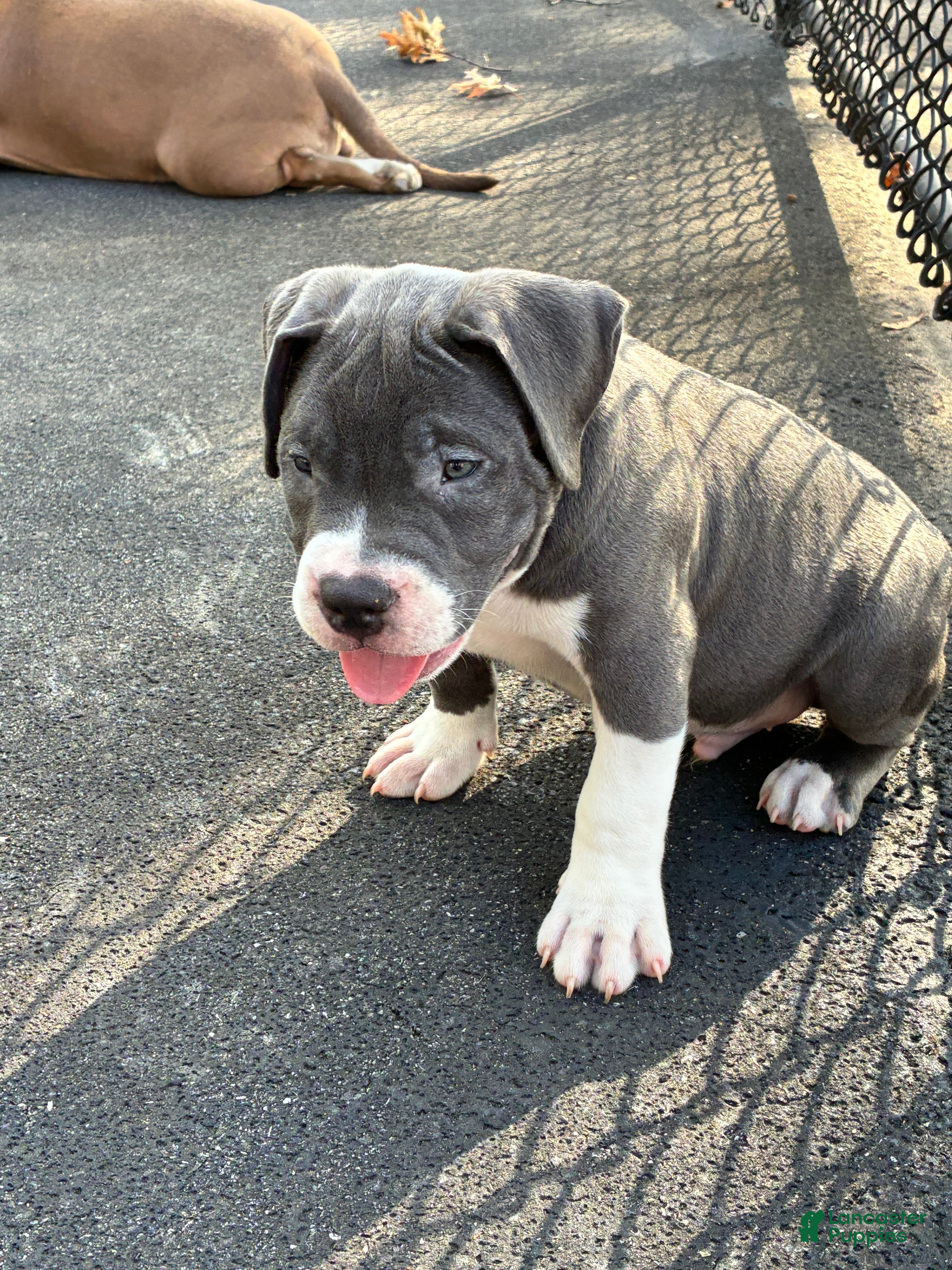 American Bully Puppies for sale in New York Lancaster Puppies