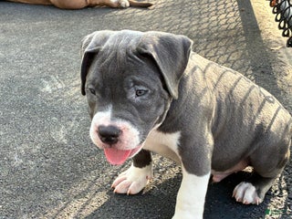 American Bully dogs - Ad 21