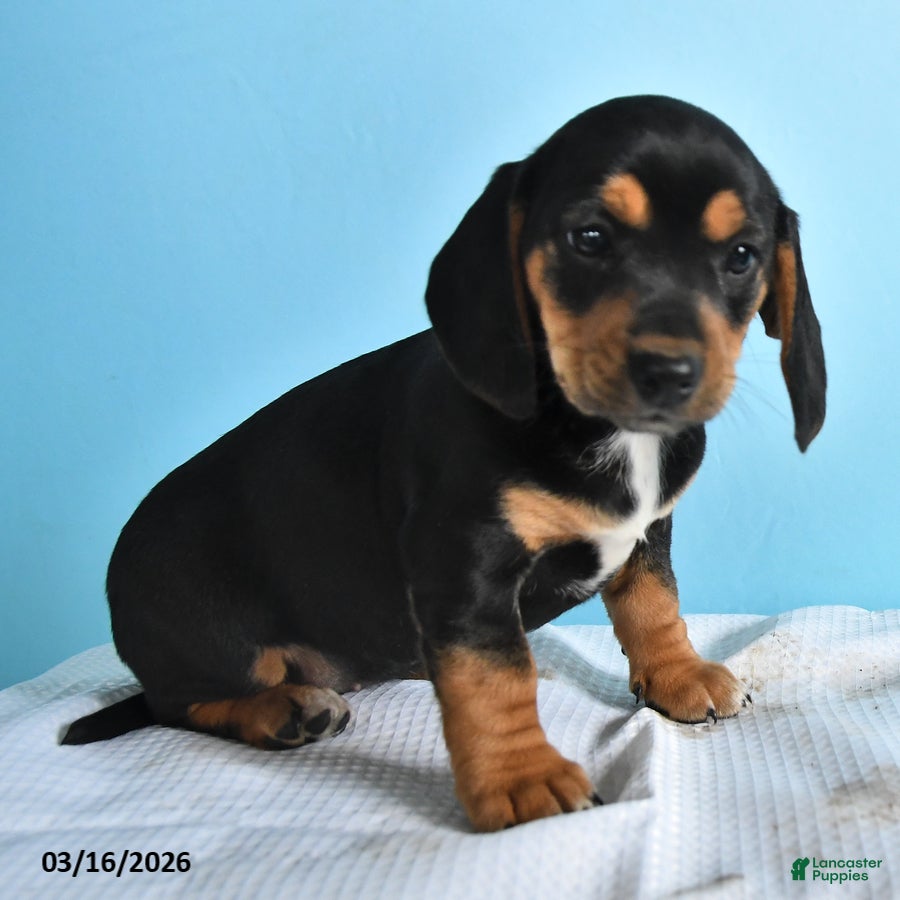Mixed Breed dogs Luna  - Ad 2