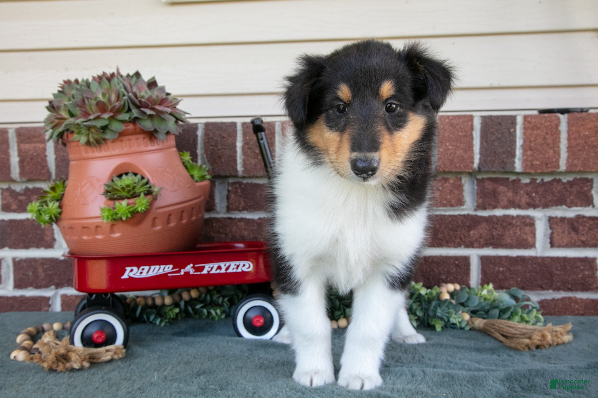 Collie dogs Sally - Ad 2